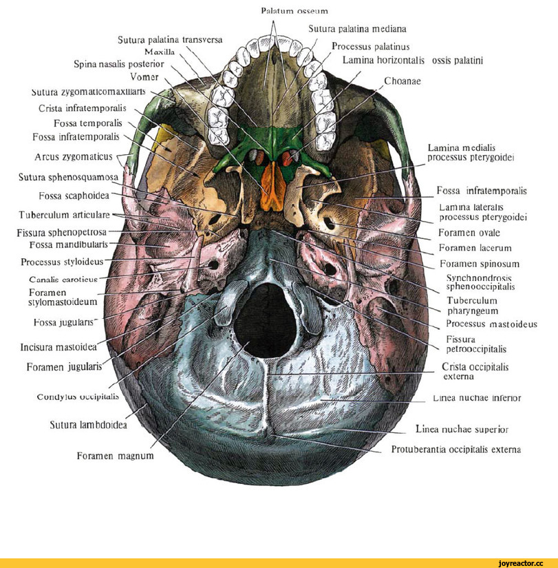 ﻿Incisura Foramen C uridyl us uccipiUilh Sutura lambdoidea Foramen magnum Palatum nsseum Sutura palatina mediana Processus palatinus Lamina horizontal is ossis palatini Choanae Lamina mcdialis processus pterygoidci Fossa infratemporalis Lamina lateralis processus pterygoidci Foramen