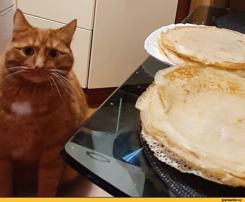 котэ,прикольные картинки с кошками,рыжий кот,блины,Приколы про еду,cats,Pancakes,,жирный кот